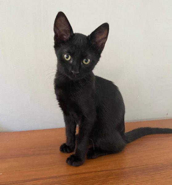 Marko 🖤