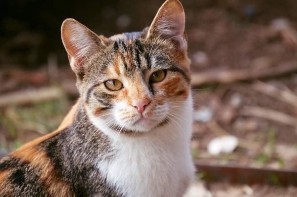 Pustra – Schwester von Mramora ❤️