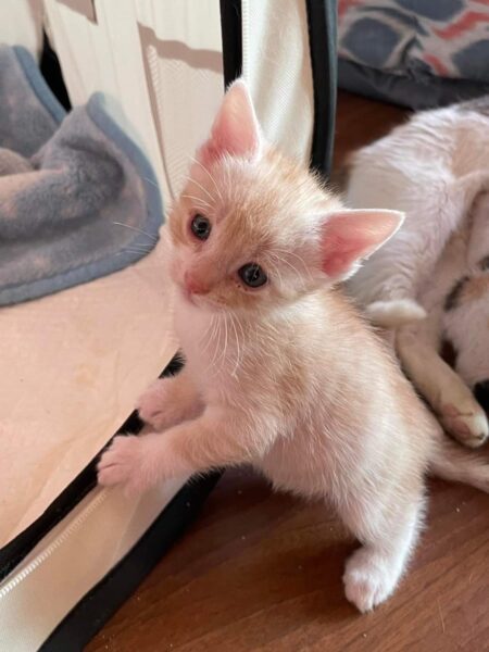 Peanut