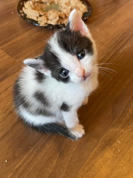 Merlin – Reserviert –