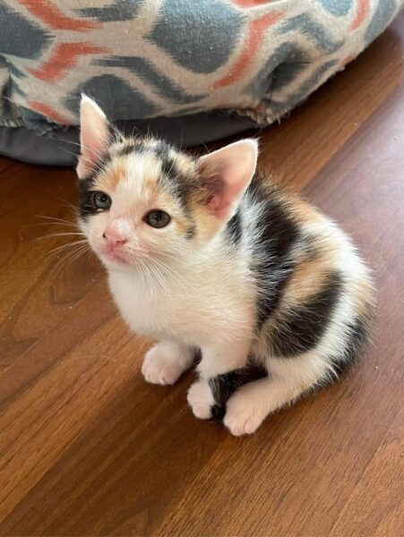 Lucy