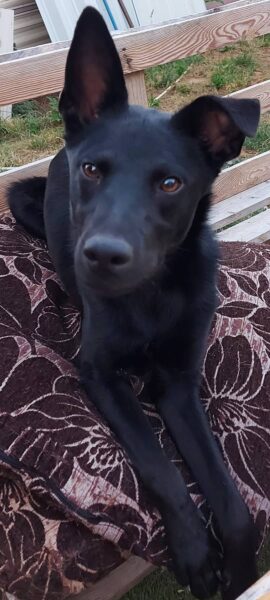 Nero – Black Beauty ❤️