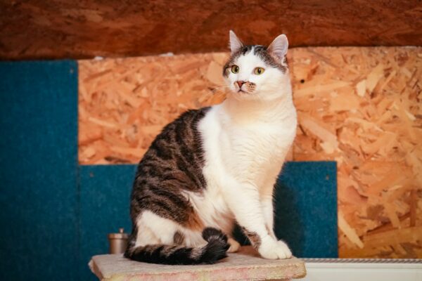 Figaro