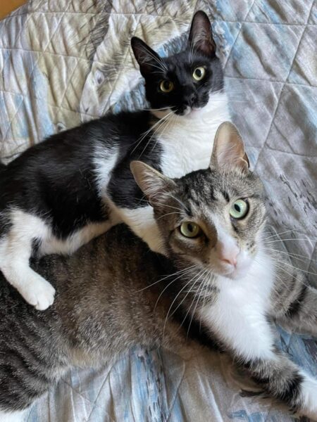 Apollo und Anubis