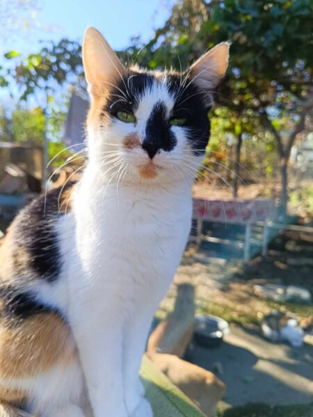Tina