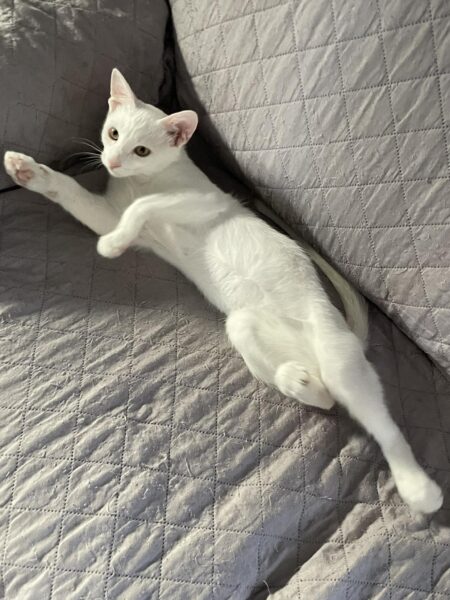 Whitey