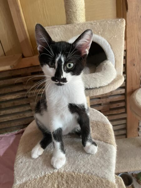 Elvis