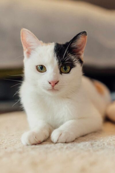 Kitty – Reserviert – auf PS in Deutschland