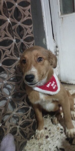 Mogli