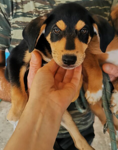 Balu