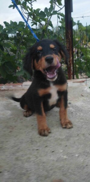Thorine