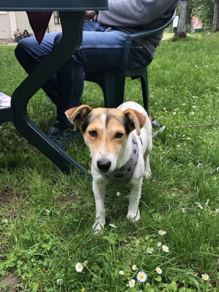 Gracie – Reserviert