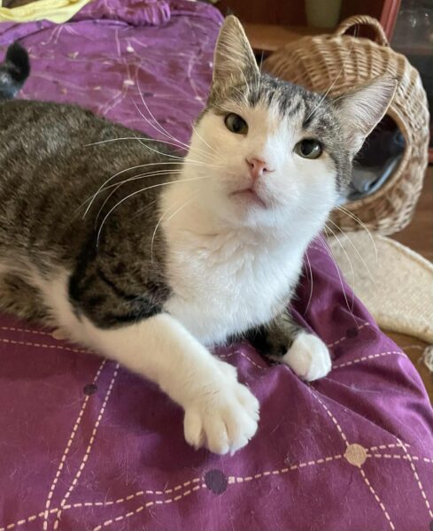 Milo