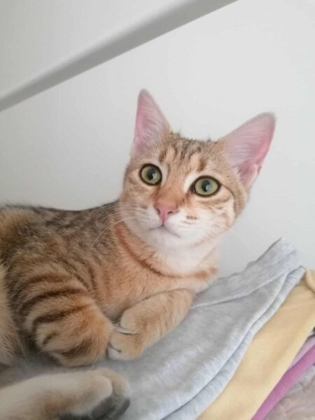 Sahara